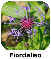 Fiordaliso